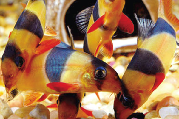 Ikan Botia: Eksotisnya Kecantikan yang Menyelam di Akuarium