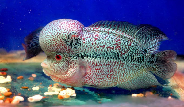 Ikan Louhan: Keindahan Eksotis dalam Akuarium Hias
