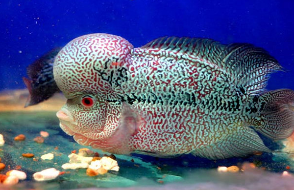 Ikan Louhan: Keindahan Eksotis dalam Akuarium Hias