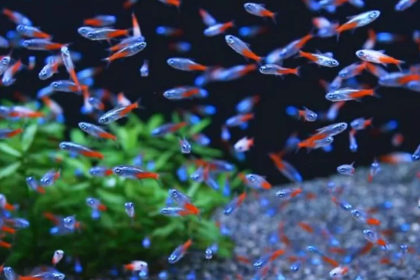 Misteri Kecantikan di Dalam Akuarium: Eksplorasi Dunia Ikan Neon Tetra