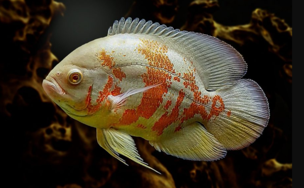Ikan Oscar: Pesona Makhluk Akuarium yang Tangguh dan Elegan