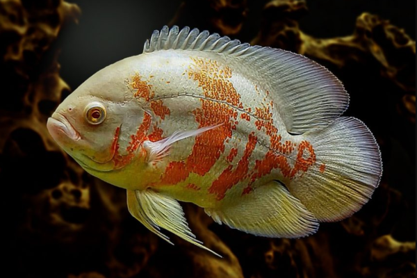 Ikan Oscar: Pesona Makhluk Akuarium yang Tangguh dan Elegan
