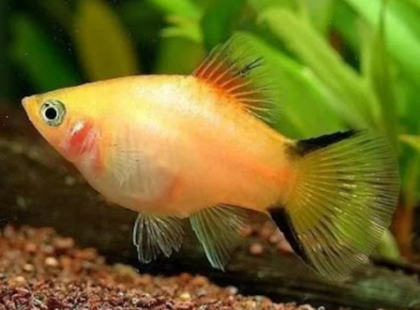 Ikan Platy: Kecantikan Multicolor dalam Akuarium Rumah