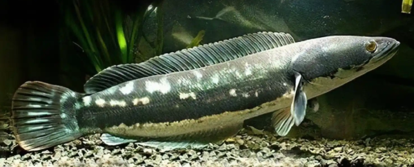 Mengenal Ikan Toman: Pemangsa Air Tawar yang Tangguh di Dunia Akuarium