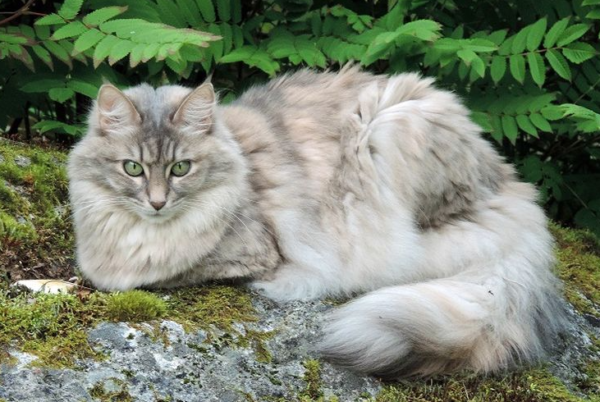Kucing Anggora: Keanggunan dan Kelembutan dalam Satu Paket