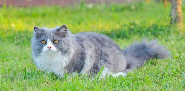 Pesona Kucing Persia: Keanggunan dan Kelembutan di Dalam Rumah