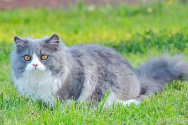 Pesona Kucing Persia: Keanggunan dan Kelembutan di Dalam Rumah