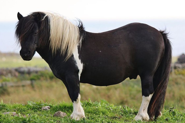 Kuda Poni: Pesona Kecil yang Besar di Dunia Peternakan