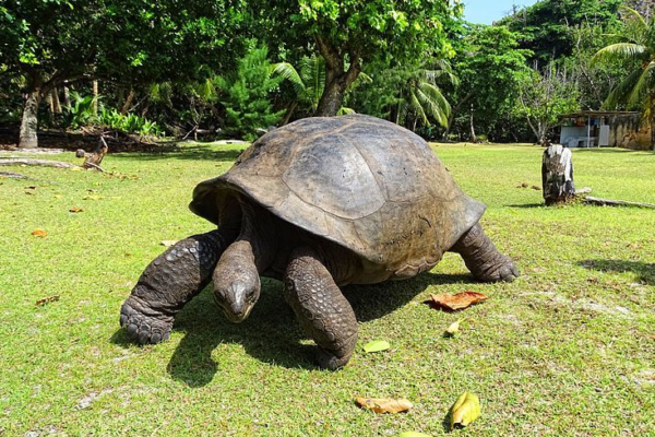 Kura-Kura Aldabra: Kehidupan Jangka Panjang di Pulau Keabadian