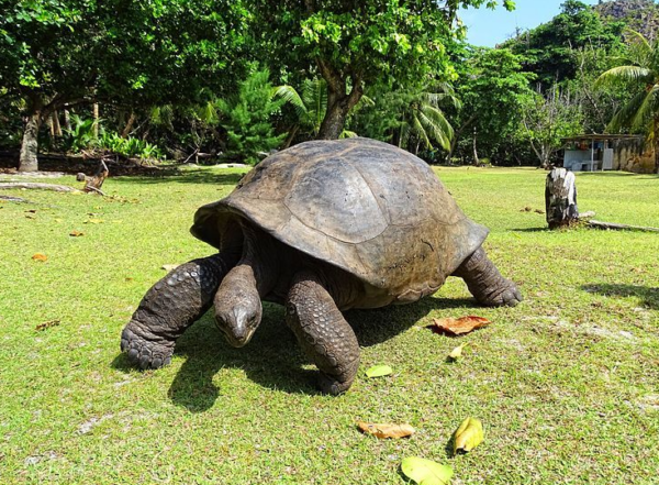 Kura-Kura Aldabra: Kehidupan Jangka Panjang di Pulau Keabadian