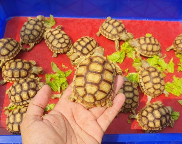 Kura-kura Sulkata: Pesona Reptil yang Penuh Kehidupan dan Keunikan