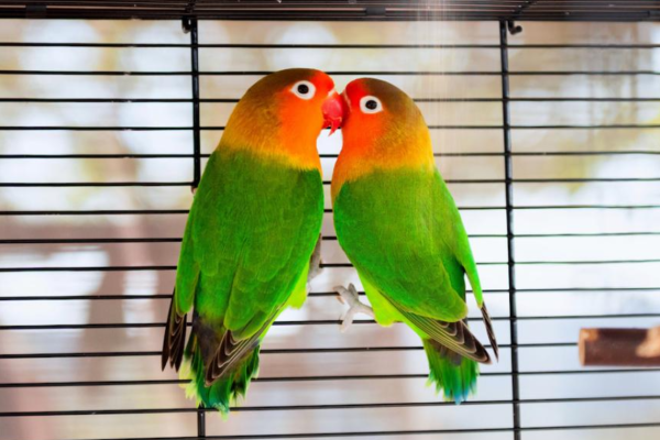Lovebirds: Pesona Romantis dalam Dunia Kicauan yang Merdu