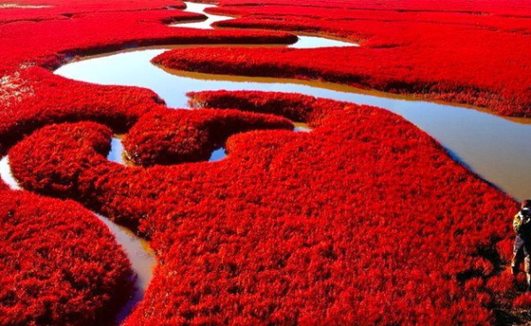 Pesona Menakjubkan Pantai Merah China: Keindahan Alam yang Luar Biasa di Pulau Hainan