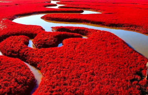 Pesona Menakjubkan Pantai Merah China: Keindahan Alam yang Luar Biasa di Pulau Hainan