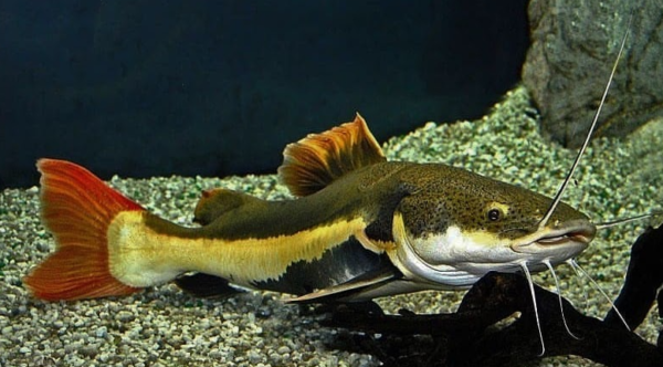 Eksotisme Red Tail Catfish: Panduan Menyelam dalam Kehidupan dan Perawatan di Akuarium