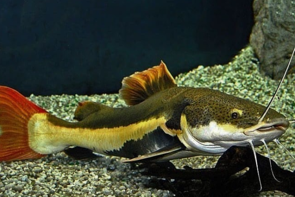 Eksotisme Red Tail Catfish: Panduan Menyelam dalam Kehidupan dan Perawatan di Akuarium