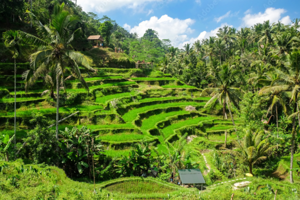 Pesona Alam dan Kearifan Lokal: Eksplorasi Tegallalang di Bali