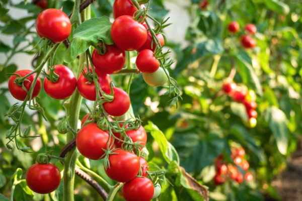 Tomat: Buah Merah yang Penuh Manfaat untuk Kesehatan Tubuh